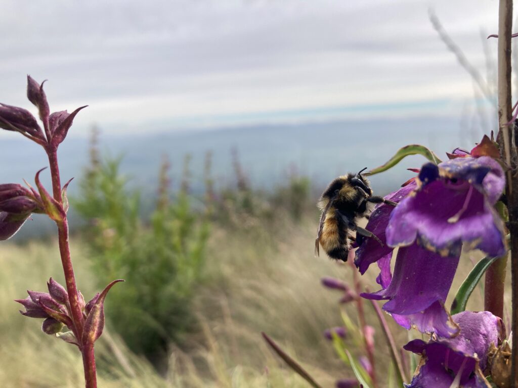 A bee stands on a purple, bell-shaped flower with a blurry background of grass, flowers, and the distant horizon.