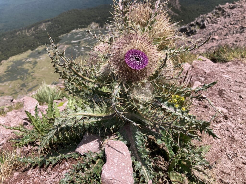 Pale green leaves of a prickly thistle lead up to a spiky, urchin-like pink flower. The distant tree line is in the background far below.